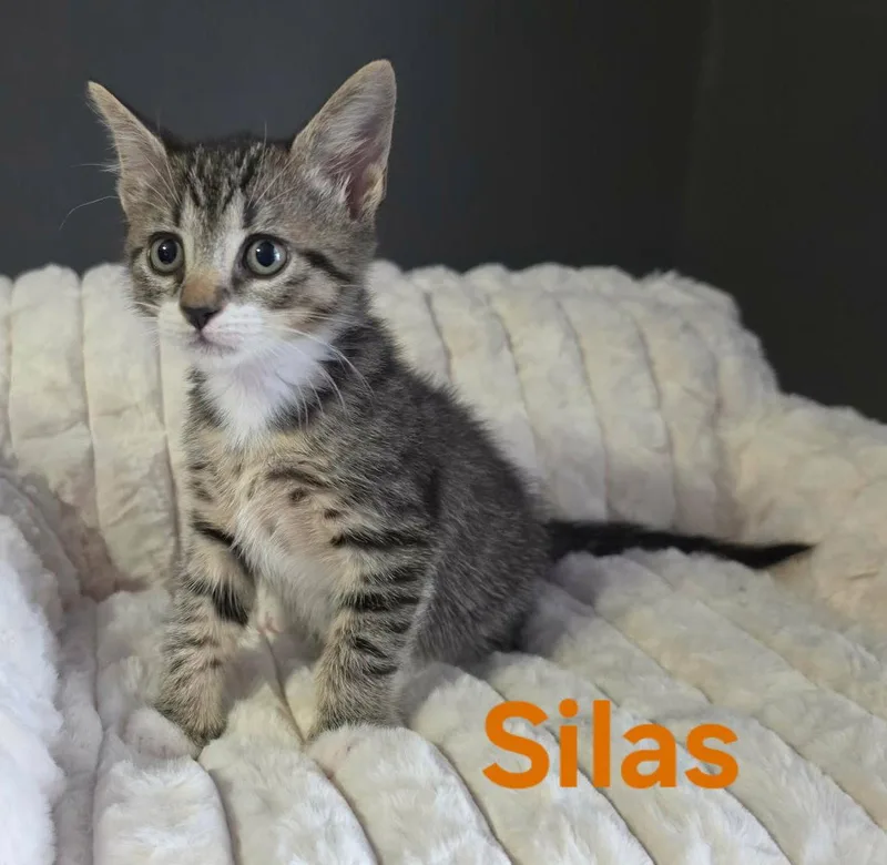 Silas thumbnail 2