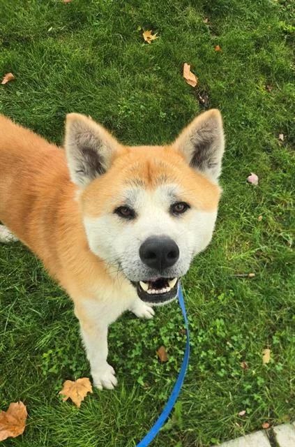 An adult extra large-sized male Akita dog named Georgie for adoption in Kent, WA