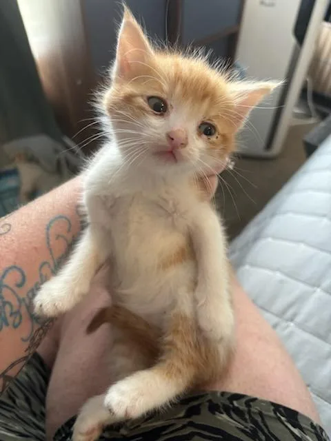 A baby small-sized male Domestic Medium Hair cat named Logan for adoption in Richland Hills, TX