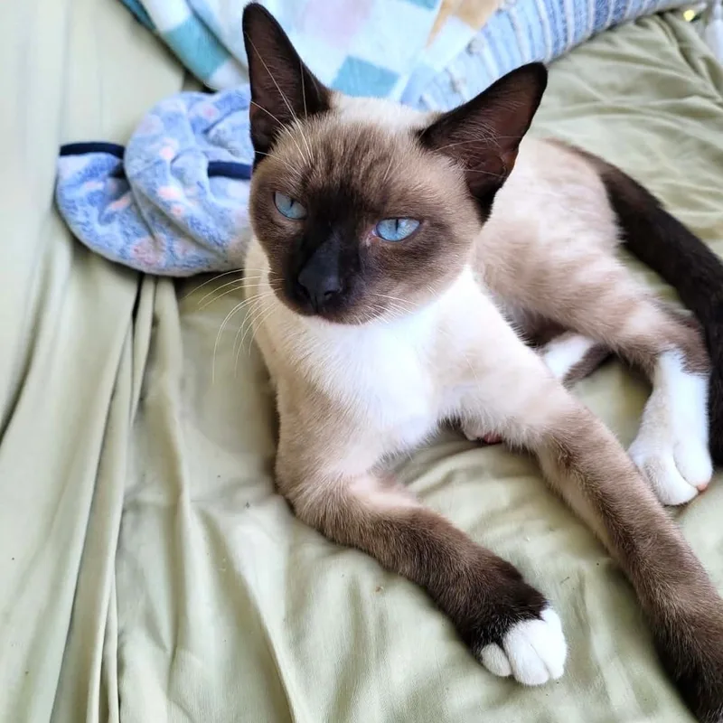 A baby medium-sized male Seal Point Siamese cat named Talon for adoption in Richmond, VA