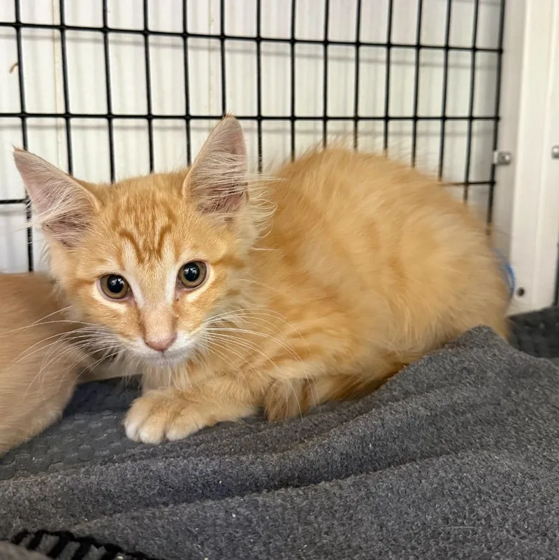 A baby medium-sized male Domestic Short Hair cat named Professor Whiskers for adoption in Ewing, NJ