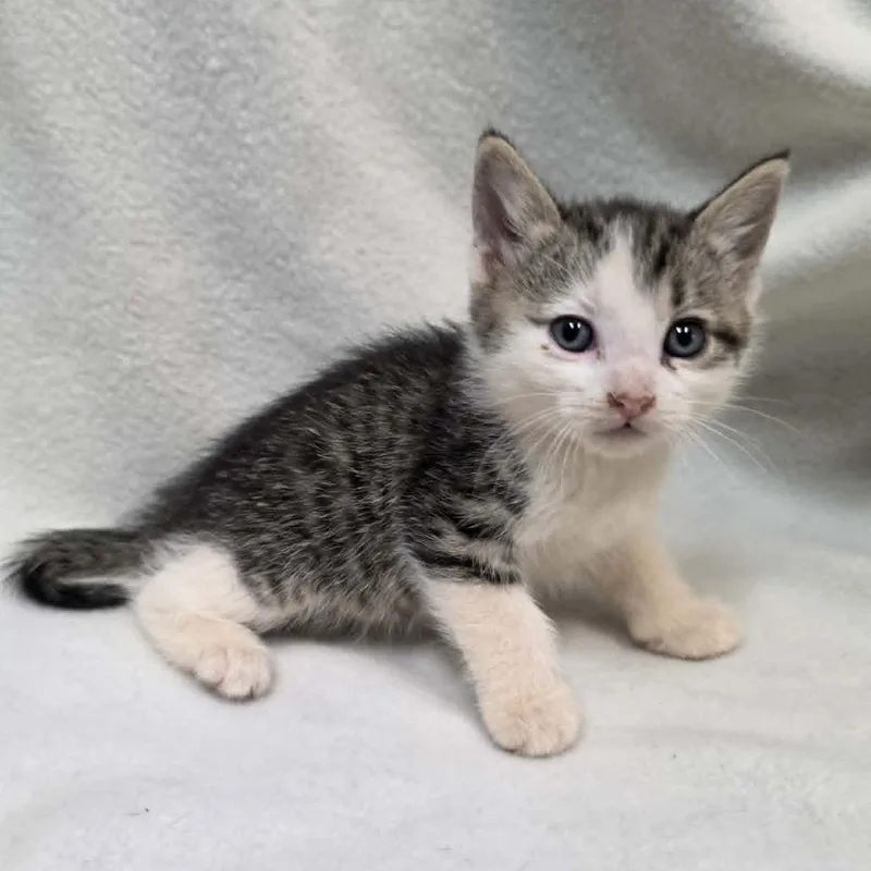 A baby small-sized male Black Domestic Short Hair cat named Austin for adoption in Pine Mountain, GA