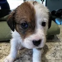 A baby small-sized female White / Cream Mixed Breed dog named Charolais for adoption in Grinnell, IA