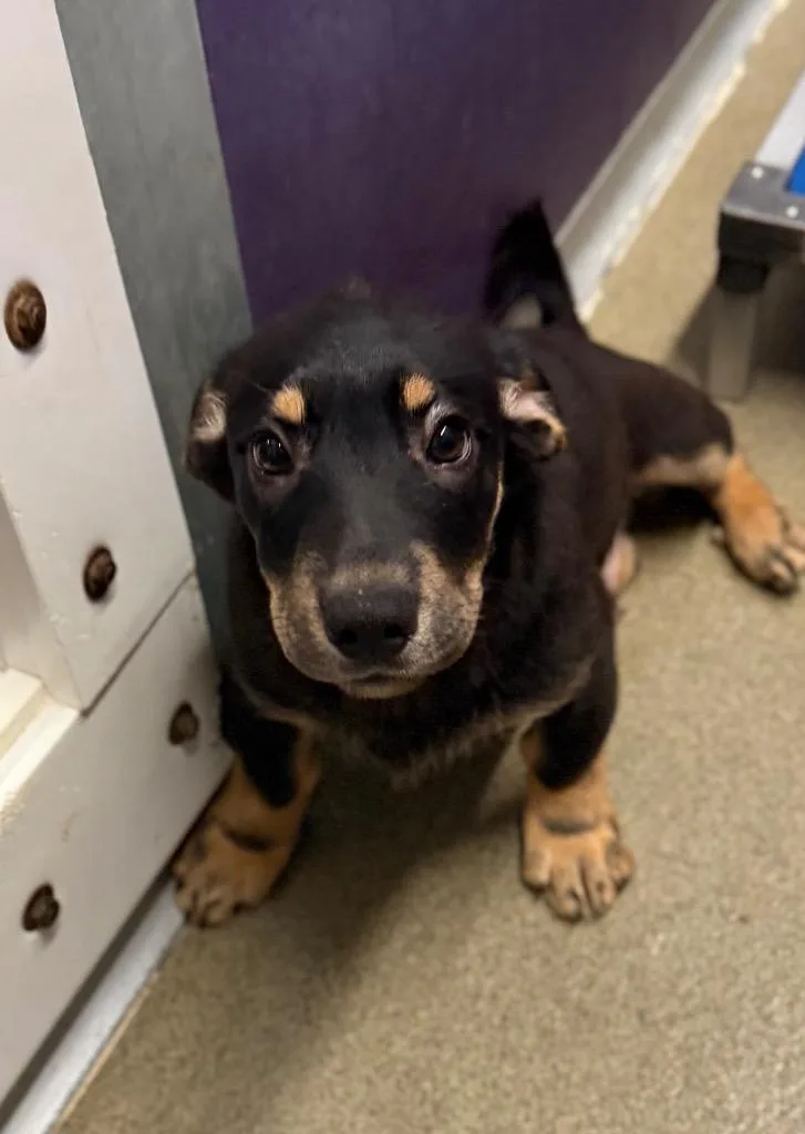 A baby medium-sized male Australian Cattle Dog / Blue Heeler dog named Denier for adoption in Fort Lupton, CO