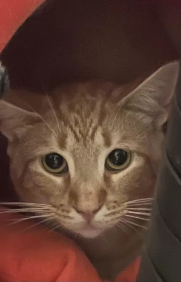 A young medium-sized male Domestic Short Hair cat named Clementine for adoption in East Hartford , CT