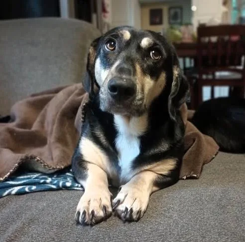 Zena