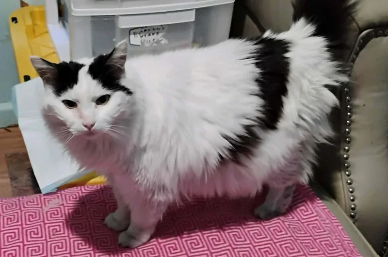 A senior medium-sized female White Domestic Long Hair cat named Siri for adoption in Hammond, OR