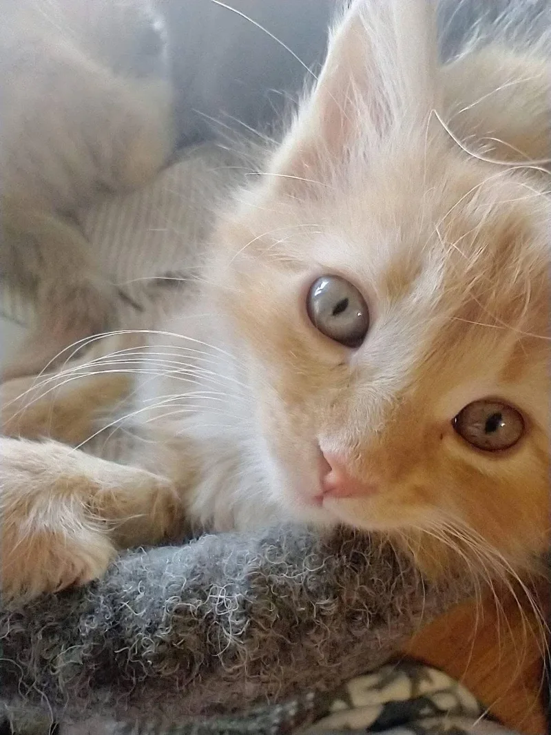 A baby small-sized male Tabby (Buff / Tan / Fawn) Domestic Medium Hair cat named Dwight for adoption in Manassas, VA