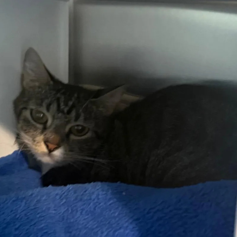 A young medium-sized female Buff / Tan / Fawn Domestic Short Hair cat named Mabel for adoption in Cedaredge, CO
