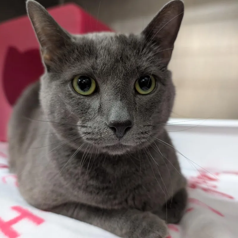 An adult large-sized male Gray / Blue / Silver Domestic Medium Hair cat named Elijah for adoption in Titusville, FL