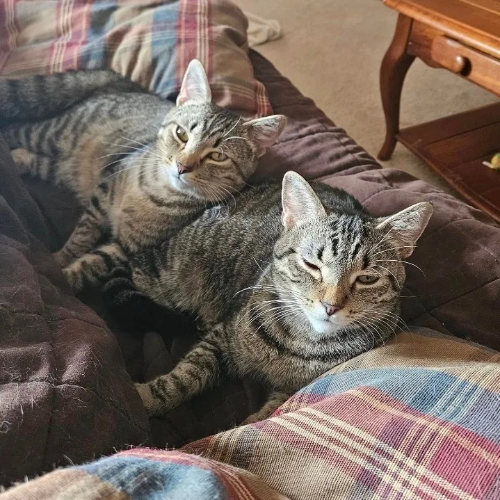 A young medium-sized male Brown / Chocolate Bengal cat named Bishop & Torres for adoption in Orland Park, IL
