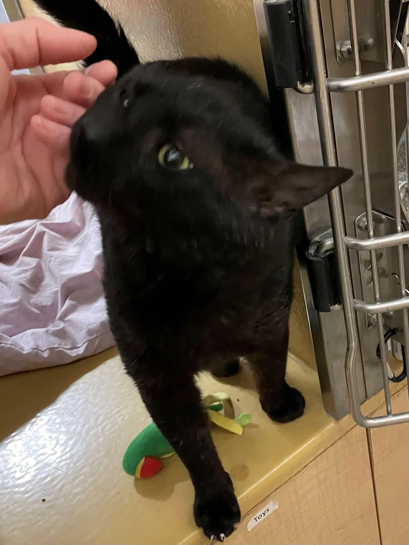 An adult medium-sized male Domestic Short Hair cat named Bosco for adoption in Melrose, MA