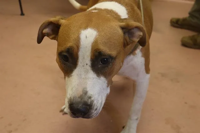 An adult large-sized female Mixed Breed dog named Lauren for adoption in Columbia, SC