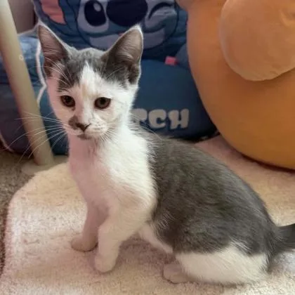 A baby small-sized female Domestic Short Hair cat named Quinn for adoption in Janesville, WI
