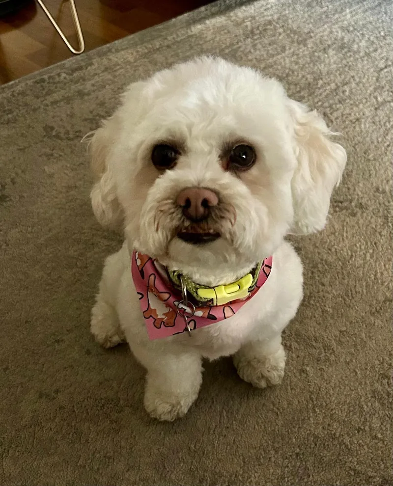 A young small-sized male White / Cream Poodle dog named Toby Courtesy for adoption in Los Alamitos, CA