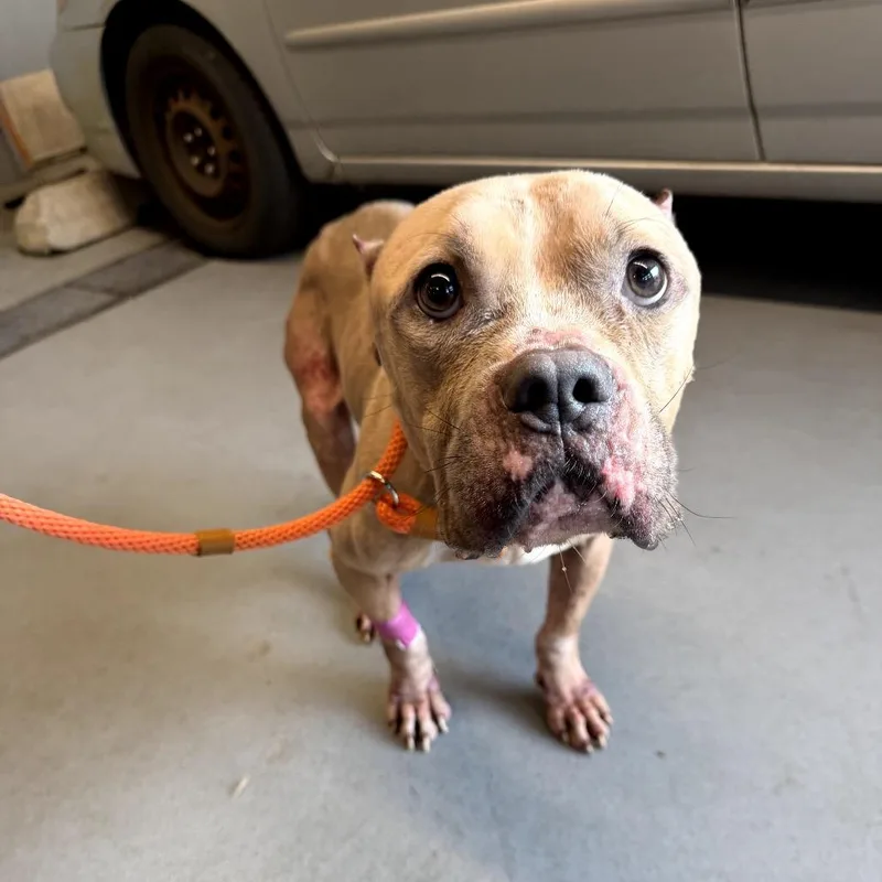 An adult medium-sized male Yellow / Tan / Blond / Fawn Pit Bull Terrier dog named Scrub Daddy for adoption in Northbrook, IL