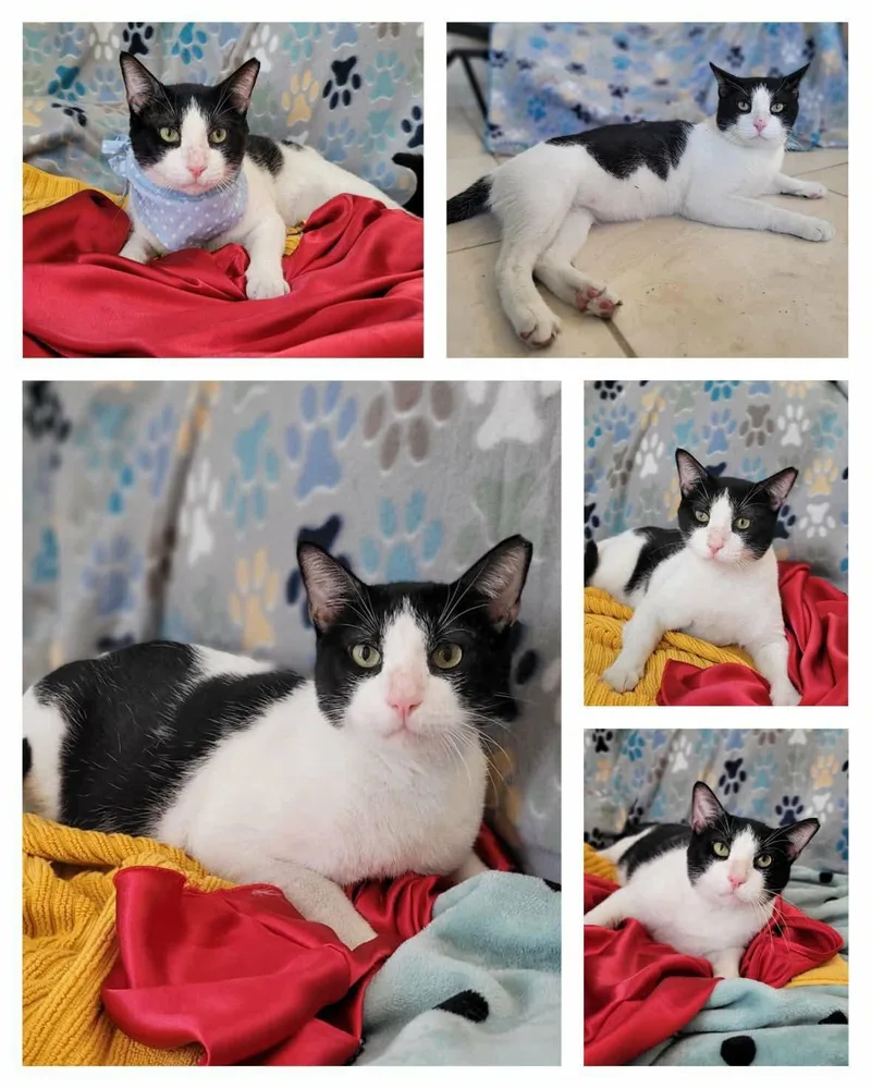 An adult large-sized male Domestic Short Hair cat named Teddy for adoption in Burlington, VT