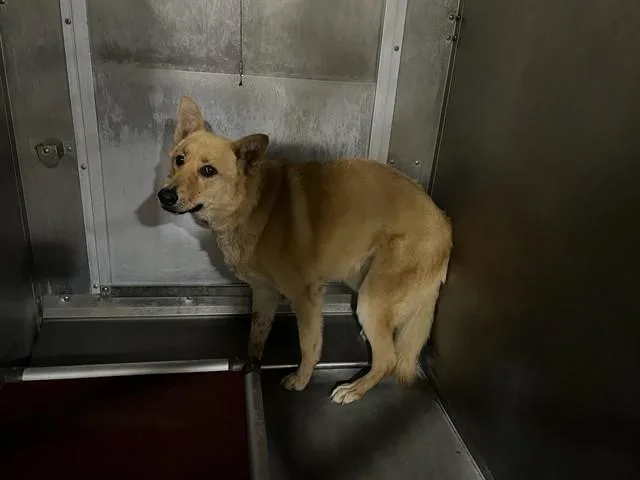 A young medium-sized female Great Pyrenees dog named Chloe for adoption in Lancaster, CA