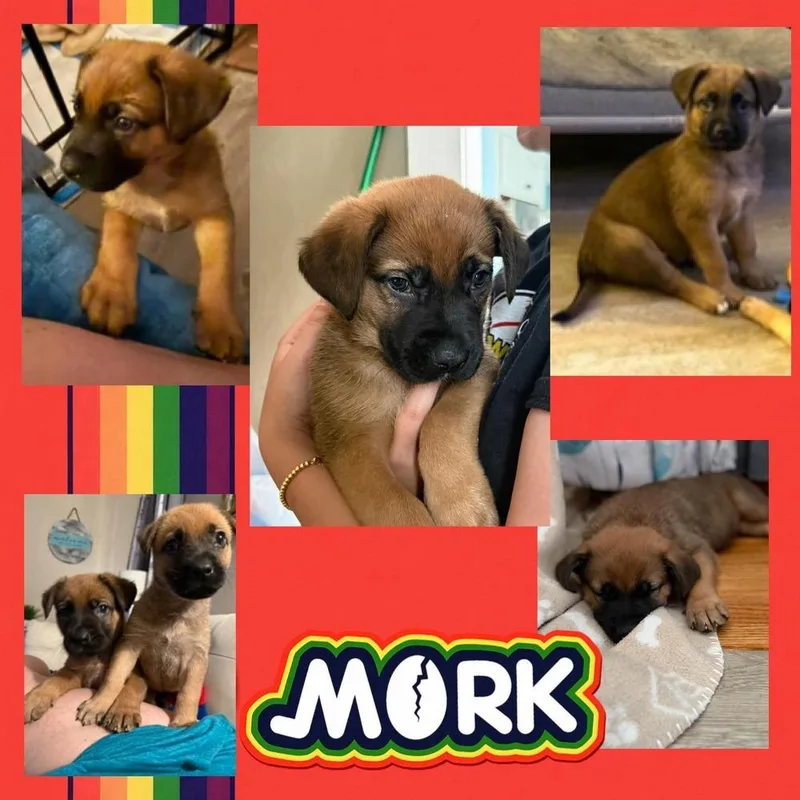 Mork thumbnail 3