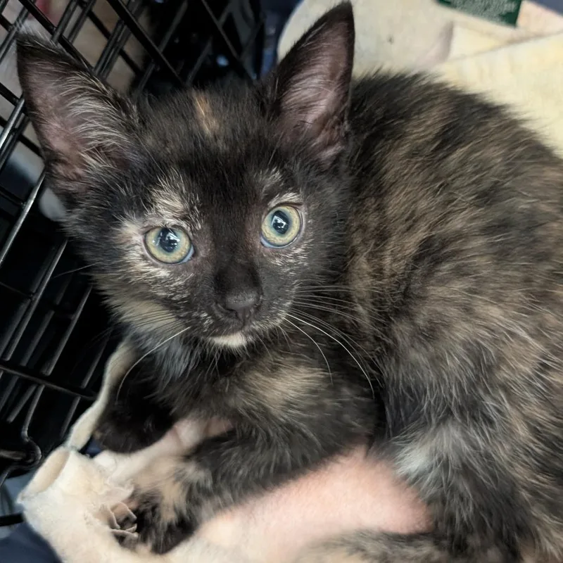 A baby small-sized female Tortoiseshell Domestic Short Hair cat named Catalina for adoption in Asheville, NC