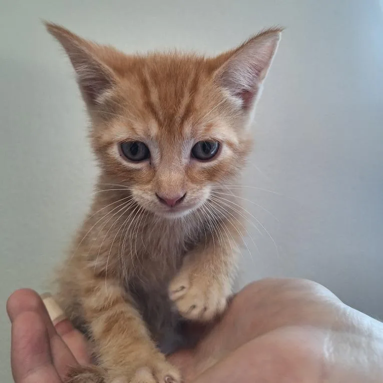 A baby small-sized male Orange / Red Domestic Short Hair cat named Monsoon for adoption in Attica, NY
