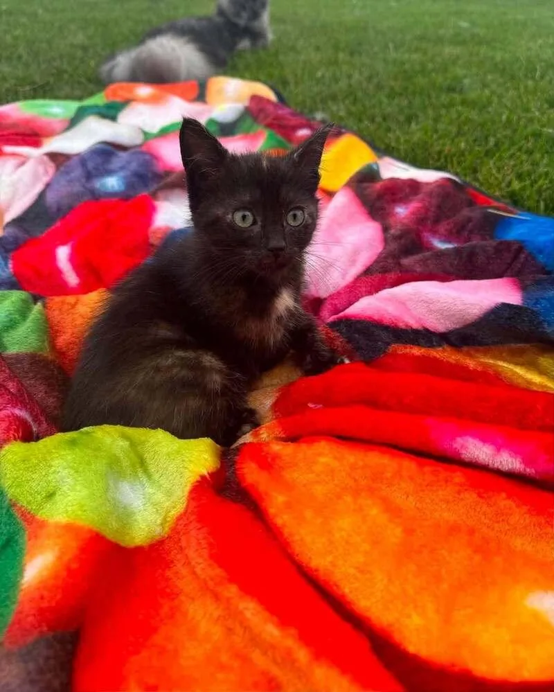 A baby small-sized female Brown / Chocolate Domestic Short Hair cat named Tutti Frutti for adoption in Lincoln, NE