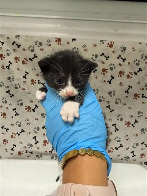 A baby small-sized male Domestic Short Hair cat named Sylvester for adoption in Riverside, CA