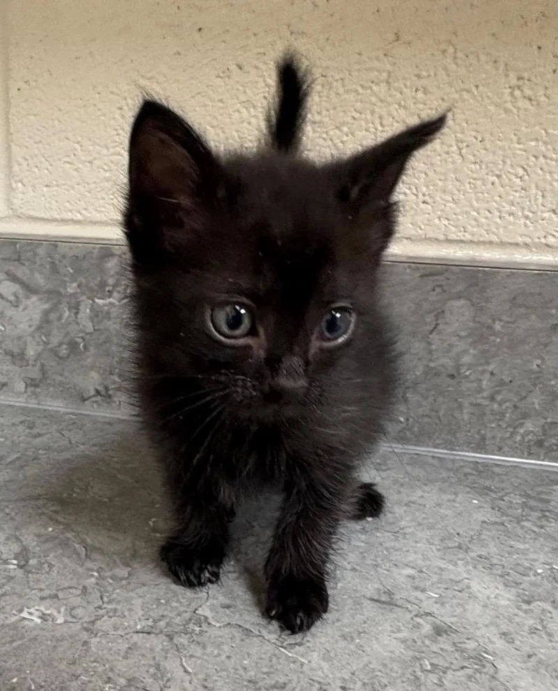 A baby medium-sized male Domestic Short Hair cat named Stitch for adoption in Greeneville, TN