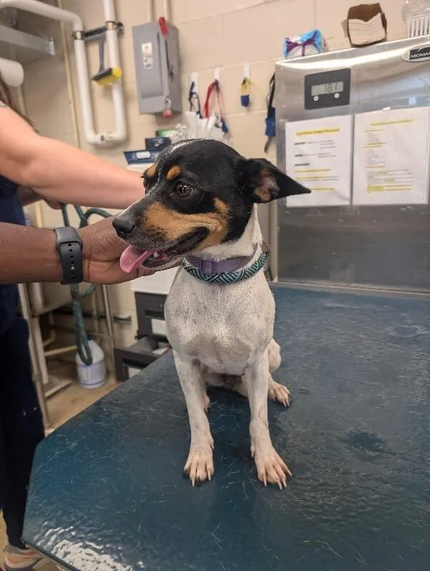 An adult small-sized female White / Cream Mixed Breed dog named Katy for adoption in Mobile, AL