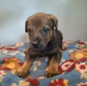 A baby medium-sized male Mixed Breed dog named Sunny for adoption in West Chester, PA