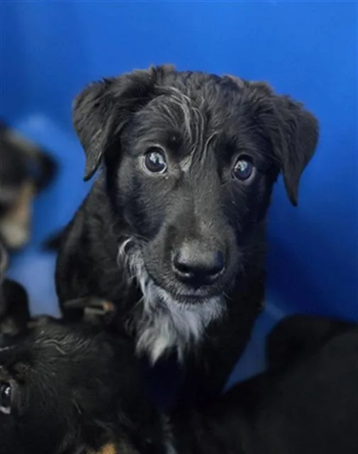 A baby large-sized male Mixed Breed dog named Cristiano for adoption in Dallas, TX