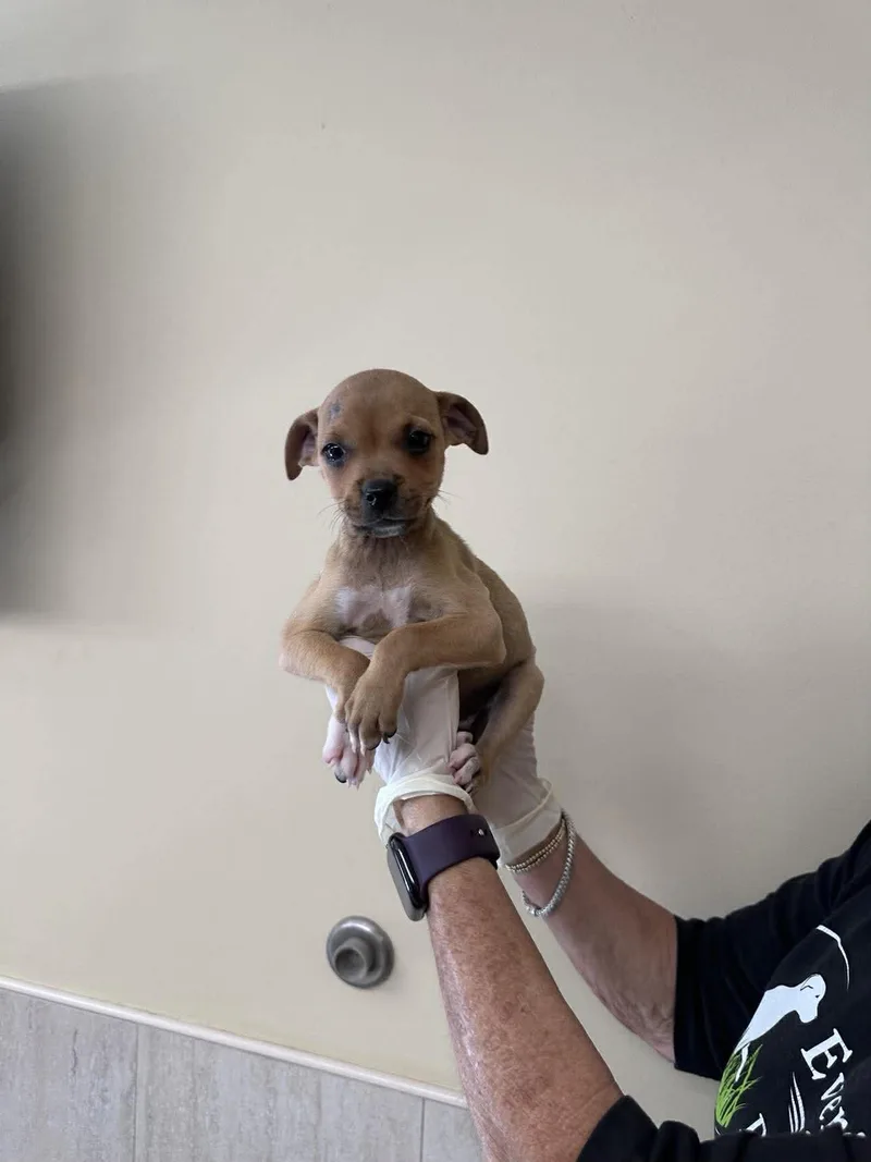 Capucine Pup Arabella