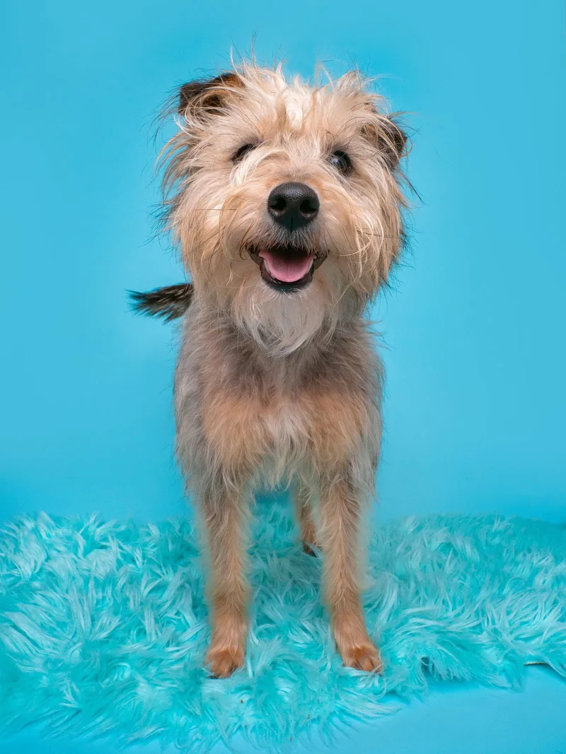A baby small-sized male Tibetan Terrier dog named Inspector Gadget for adoption in Palo Alto, CA