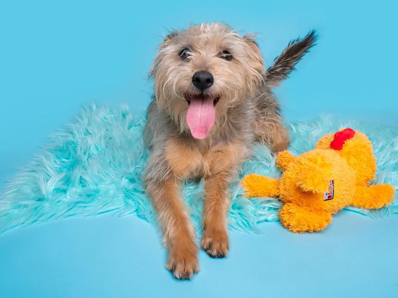 Inspector Gadget thumbnail 2