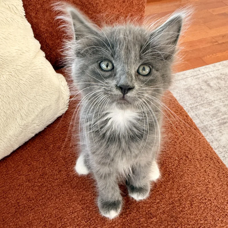 A baby medium-sized female Domestic Medium Hair cat named Gertie for adoption in Los Angeles, CA