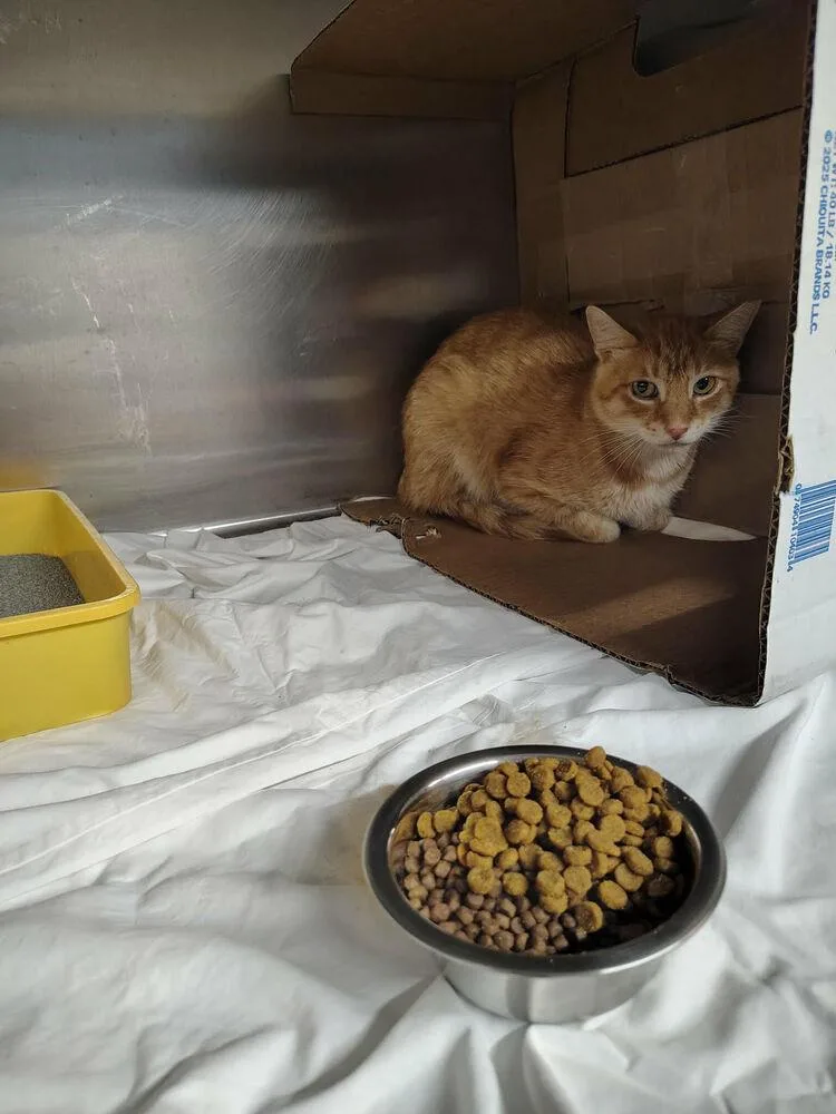 An adult medium-sized male Tabby (Orange / Red) Domestic Short Hair cat named Funshine Bear for adoption in Evansville, IN