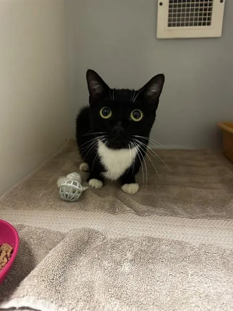 A young small-sized female Domestic Short Hair cat named Lulu for adoption in Statesville, NC