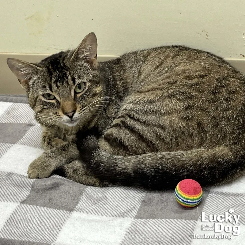An adult medium-sized male Domestic Short Hair cat named Twix for adoption in Washington, DC