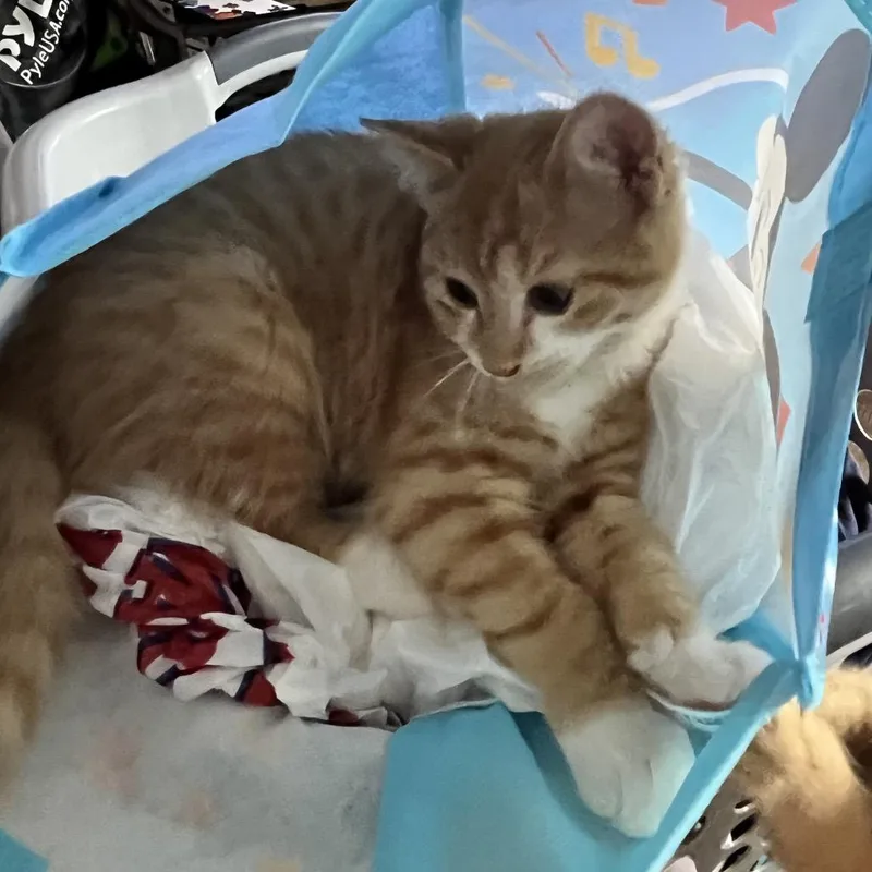 Catbert thumbnail 2