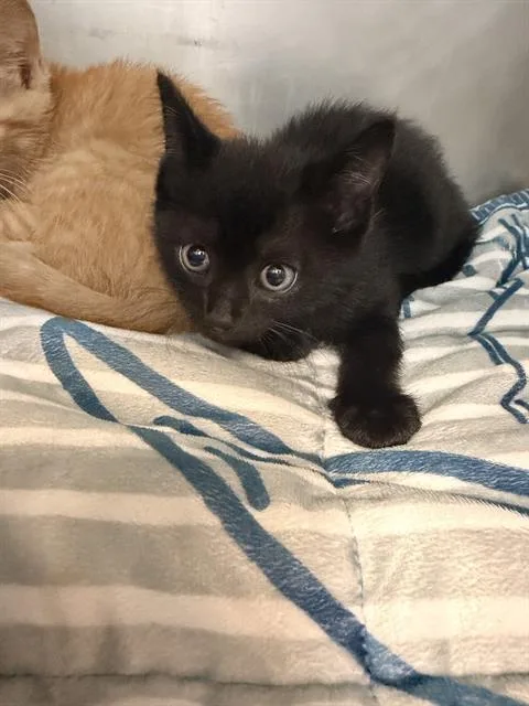 A baby small-sized male Domestic Short Hair cat named Zanka for adoption in Fort Walton Beach, FL