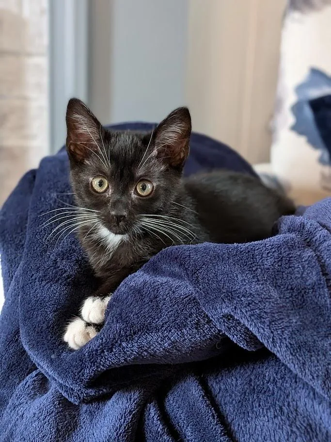 A baby small-sized female Black Domestic Short Hair cat named Pebble for adoption in Richmond, VA