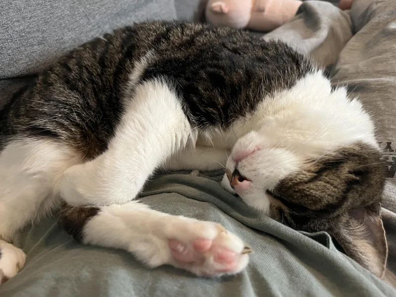 A senior medium-sized female Domestic Short Hair cat named Lily for adoption in Burlington, VT