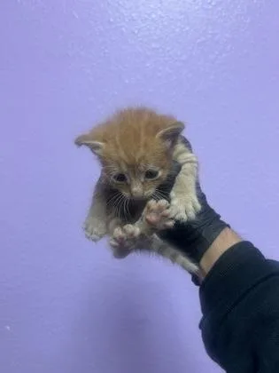 A baby small-sized male Orange / Red Domestic Short Hair cat named 61403730 for adoption in El Paso, TX