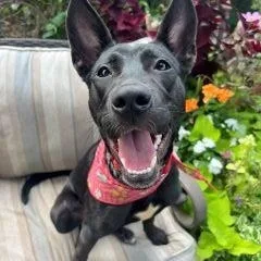 A young medium-sized female Black Mixed Breed dog named Angel for adoption in Schaumburg, IL