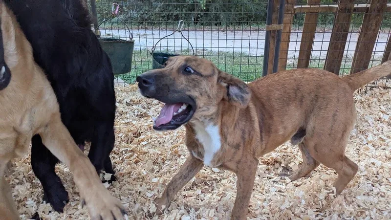 A baby large-sized male Mixed Breed dog named Bryer for adoption in Fosters, AL