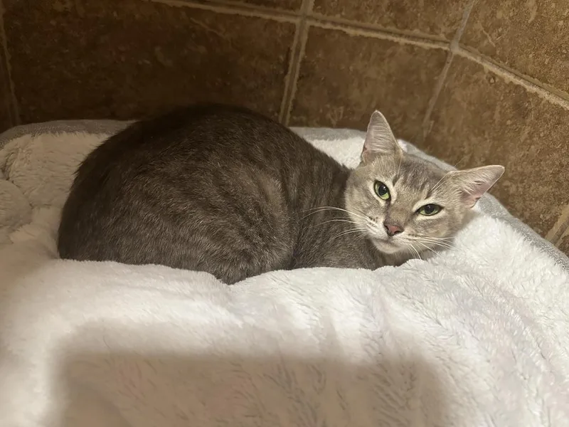 A young medium-sized female Domestic Short Hair cat named Daisy for adoption in Tampa, FL