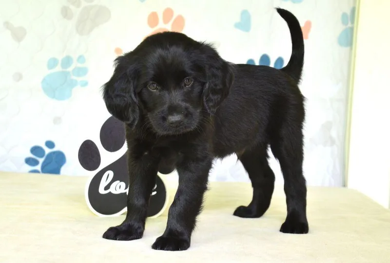 A baby medium-sized male Black Spaniel dog named Jacob for adoption in Willingboro, NJ