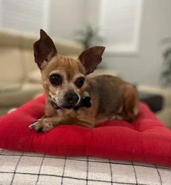 A senior small-sized female Chihuahua dog named Emma for adoption in Davis, CA