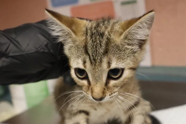 A baby small-sized female Domestic Short Hair cat named Maid for adoption in Columbia, SC