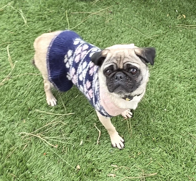 A young small-sized female Red / Chestnut / Orange Pug dog named Asia for adoption in Fallbrook, CA